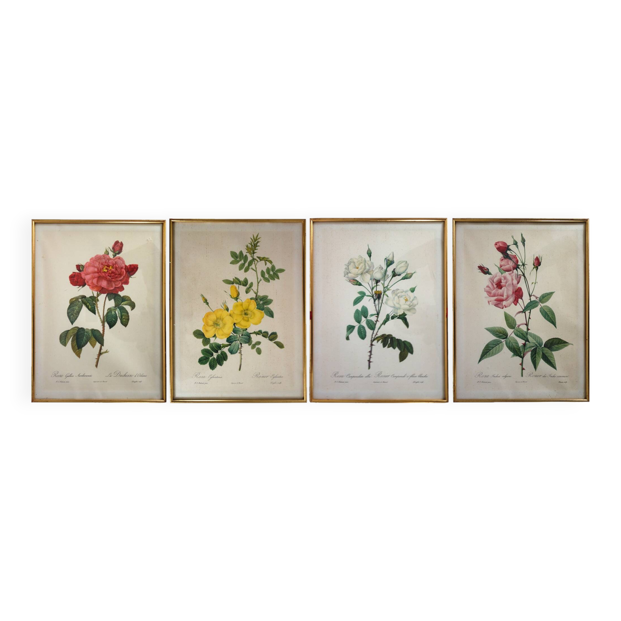 4 antique botanical plates of roses by P.J. Redouté