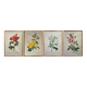 4 antique botanical plates of roses by P.J. Redouté