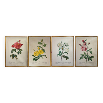 4 antique botanical plates of roses by P.J. Redouté