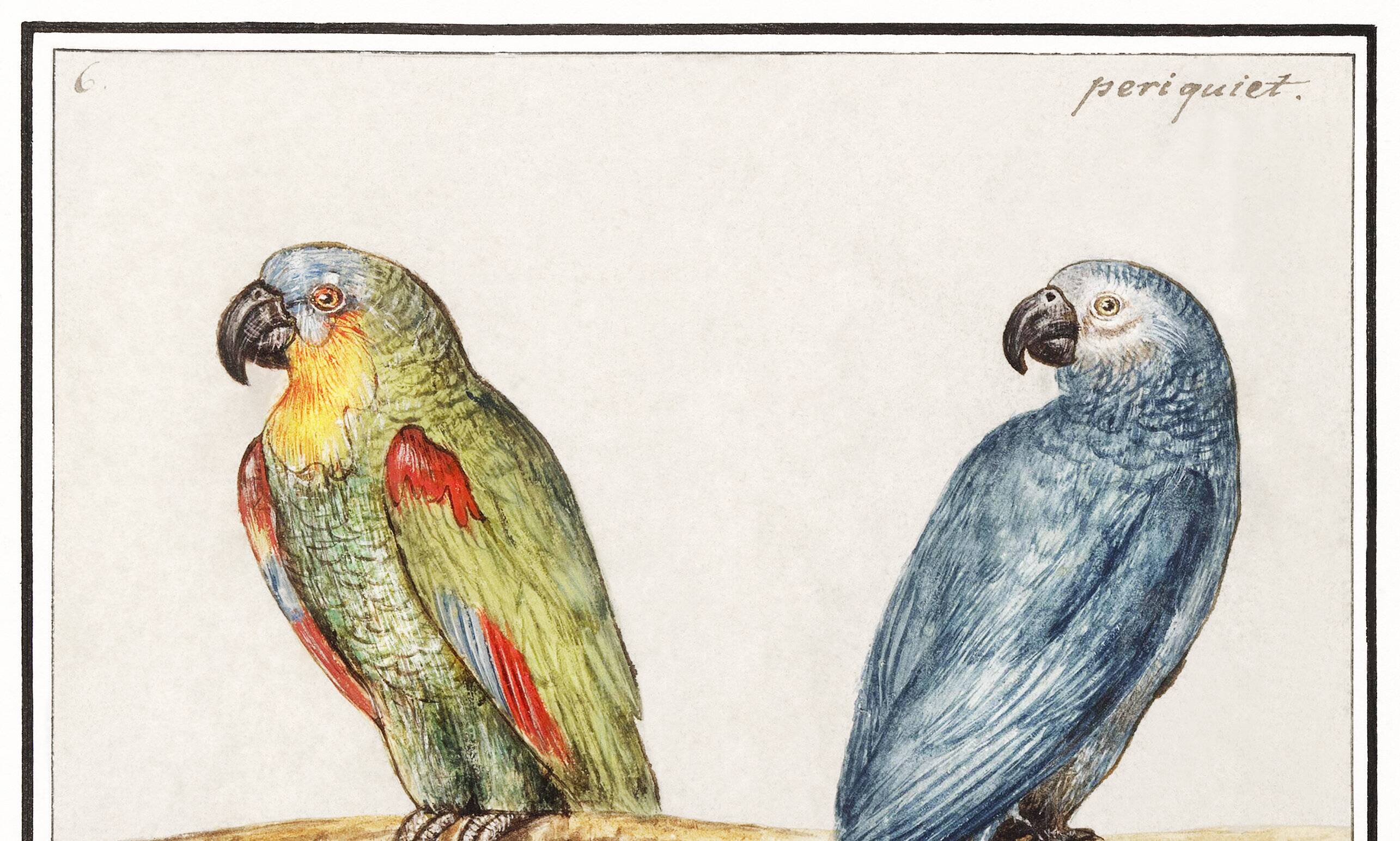 Small poster about Parrots, after an engraving from 1610