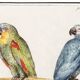 Small poster about Parrots, after an engraving from 1610