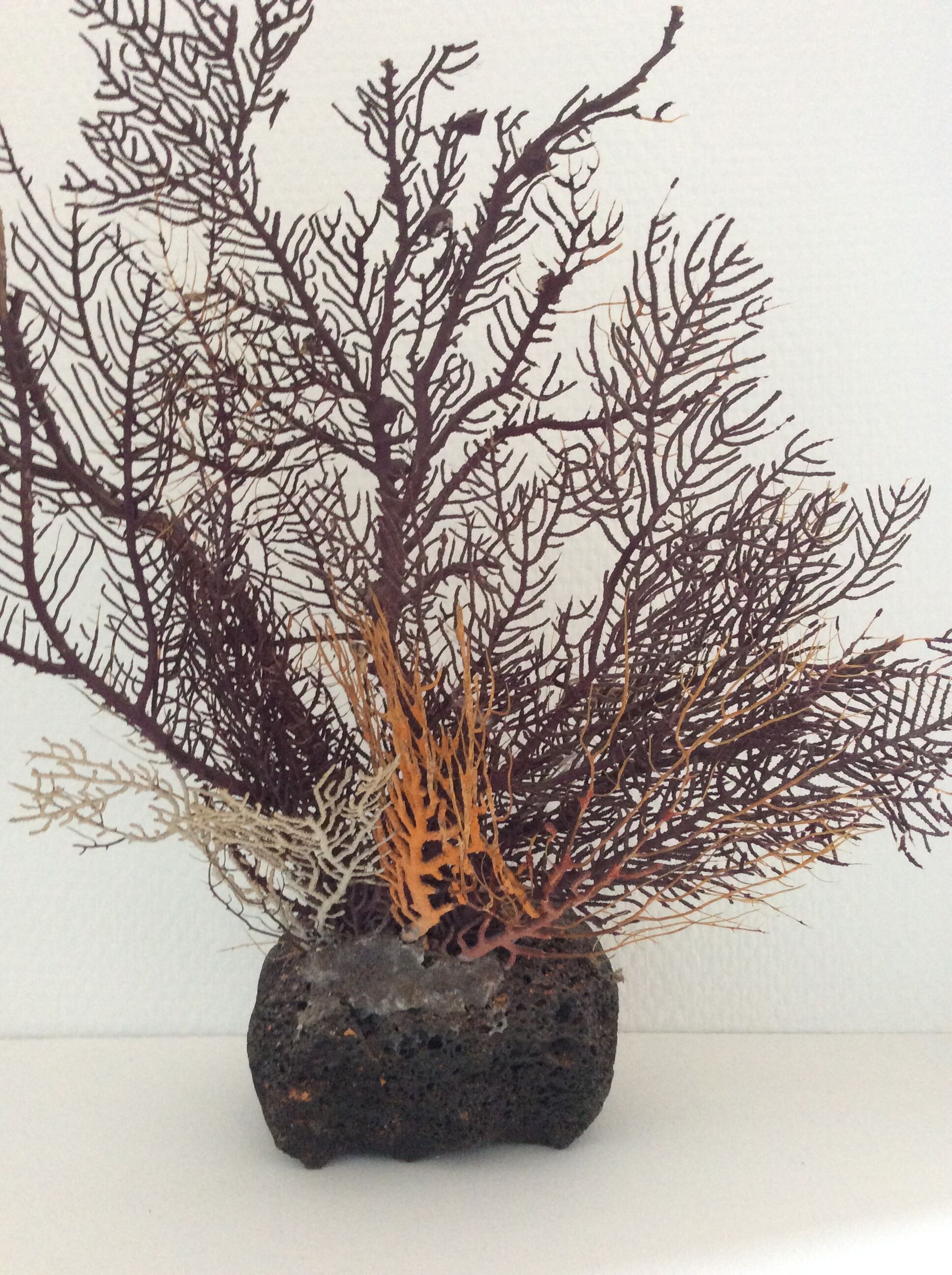 Coral vintage Gorgon