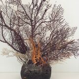 Coral vintage Gorgon