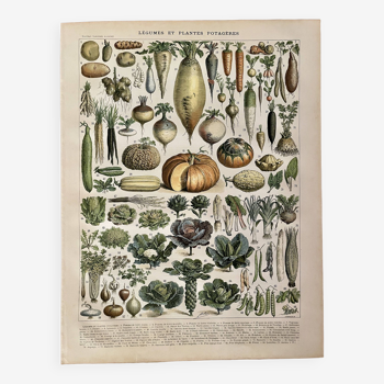 Lithographie sur les légumes et plantes potagères - 1900