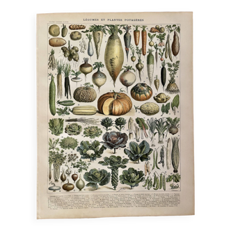 Lithographie sur les légumes et plantes potagères - 1900