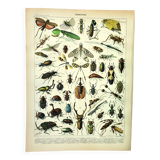 Gravure ancienne 1897 A. Millot - Insectes, entomologie