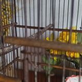 Old cage