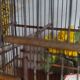 Cage ancienne