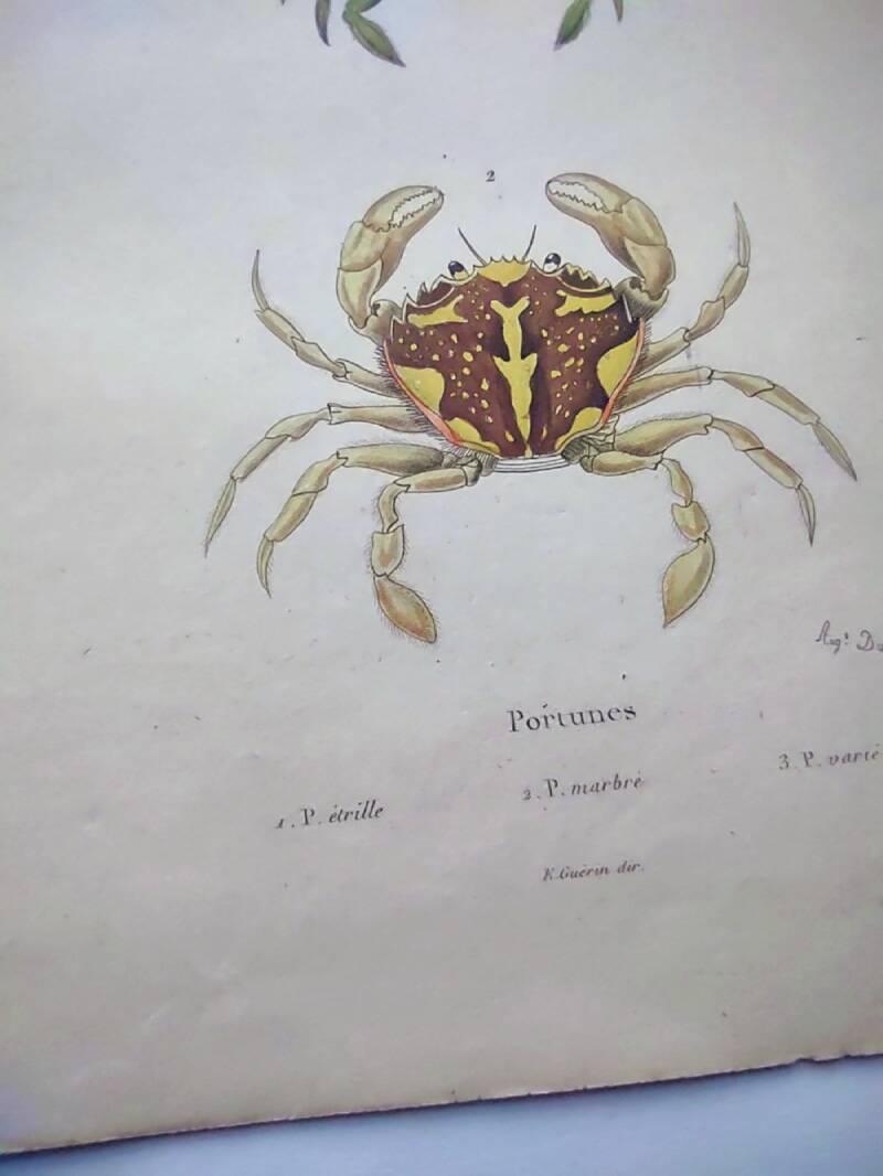 Antique engravings from 1839 - Portune crabs - Hand-colored plate