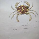 Gravures ancienne de 1839 -Crabes Portunes- Planche coloriée à la main