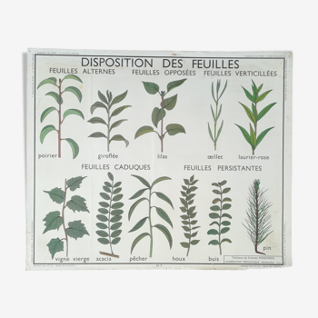 Affiche pédagogique Rossignol de "Disposition des feuilles et les fruit"