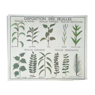 Affiche pédagogique Rossignol de "Disposition des feuilles et les fruit"