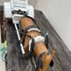 jouet cariole avec cheval en bois années 60
