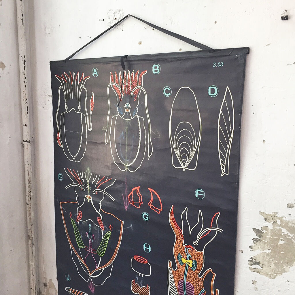 Displays the cuttlefish by Dr Auzoux