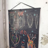 Displays the cuttlefish by Dr Auzoux