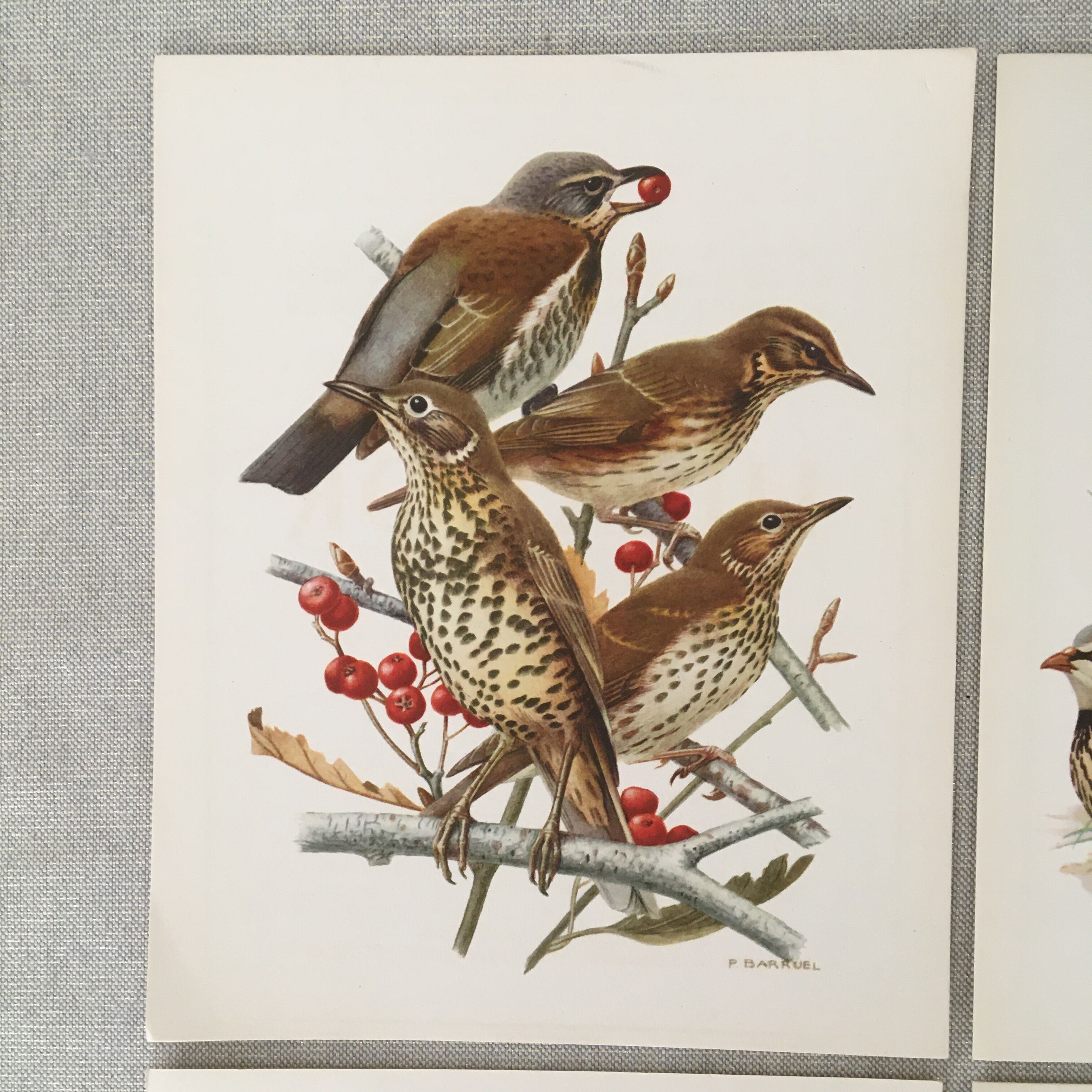 Lot de 4 lithographies naturalistes Oiseaux 17,5 x 21,5cm