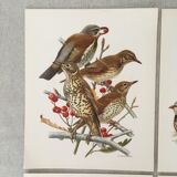Set of 4 lithographs birds 17.5 x 21.5cm old