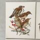 Lot de 4 lithographies naturalistes Oiseaux 17,5 x 21,5cm