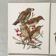 Lot de 4 lithographies naturalistes Oiseaux 17,5 x 21,5cm
