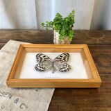 Butterfly frame "Idea leuconoë clara"