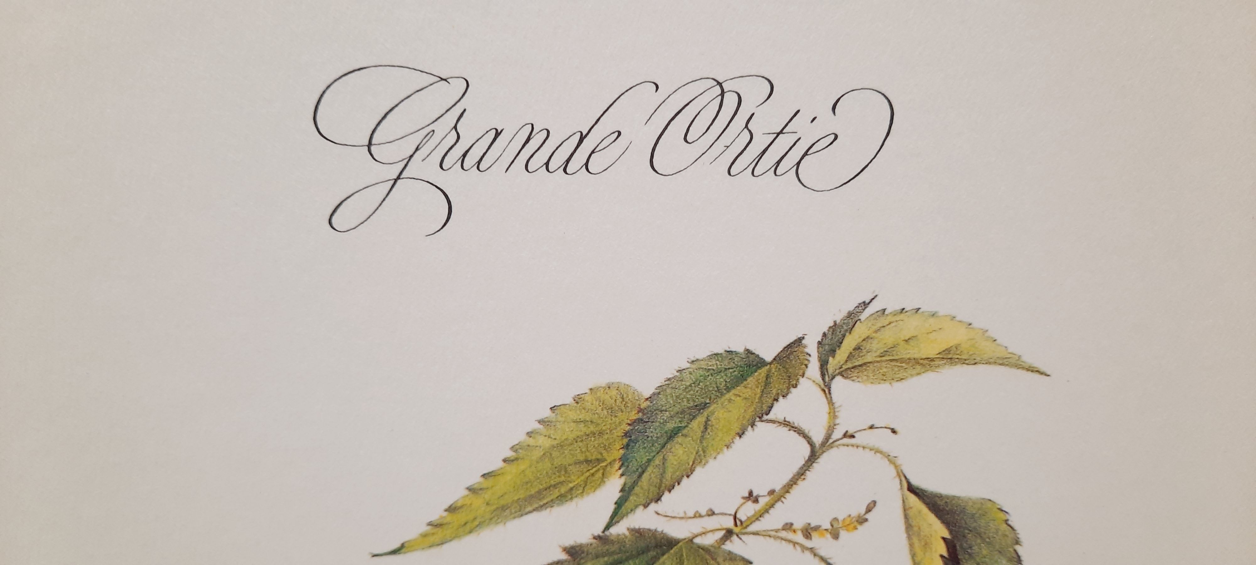 Botanical plate, nettle