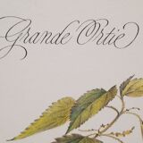Botanical plate, nettle
