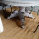 Belle table en chêne