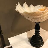 Clam mounted in vacuum pocket