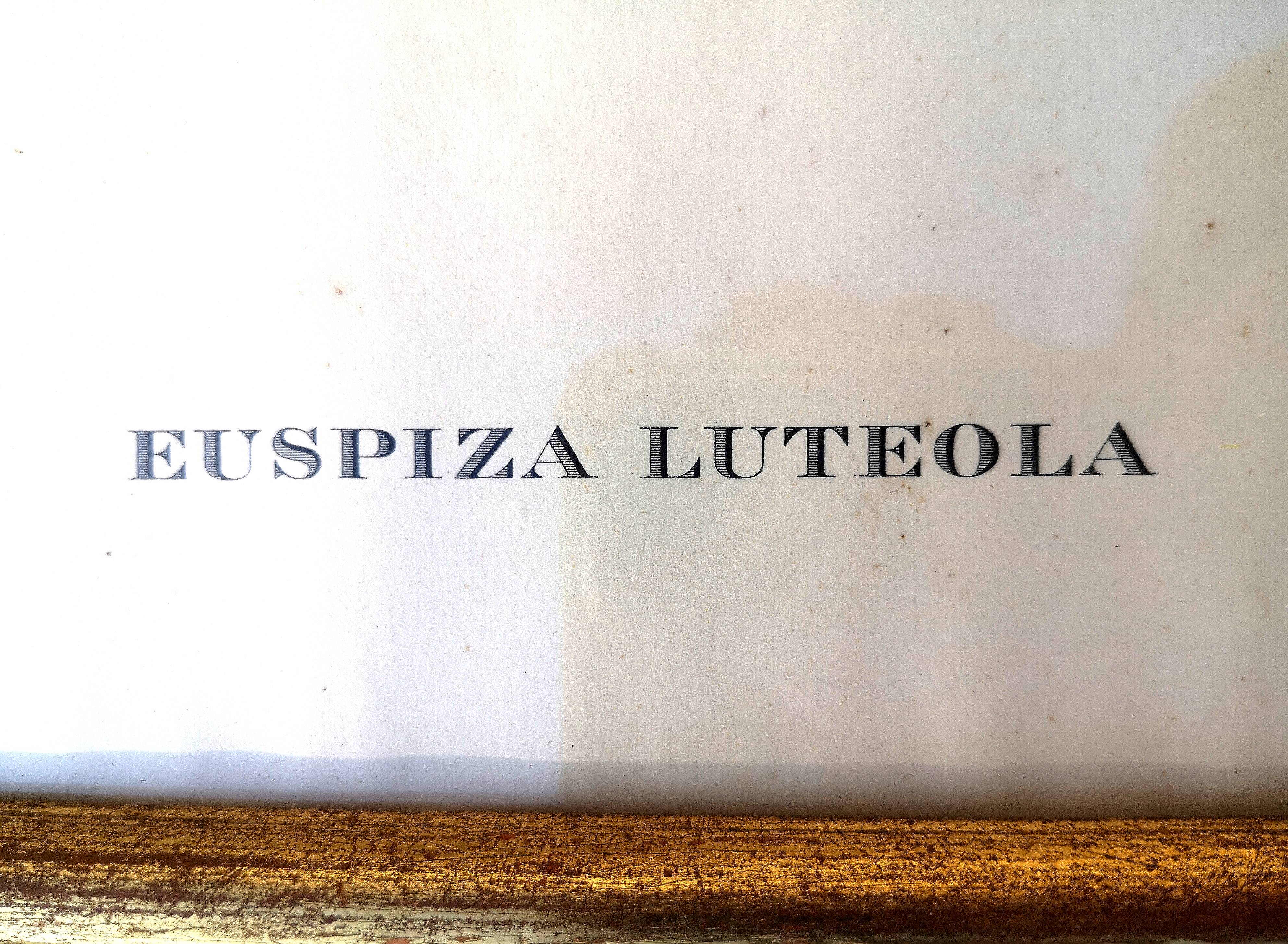 Framed lithograph by J. Gould and HC Richter