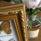 Frame mounted butterflies