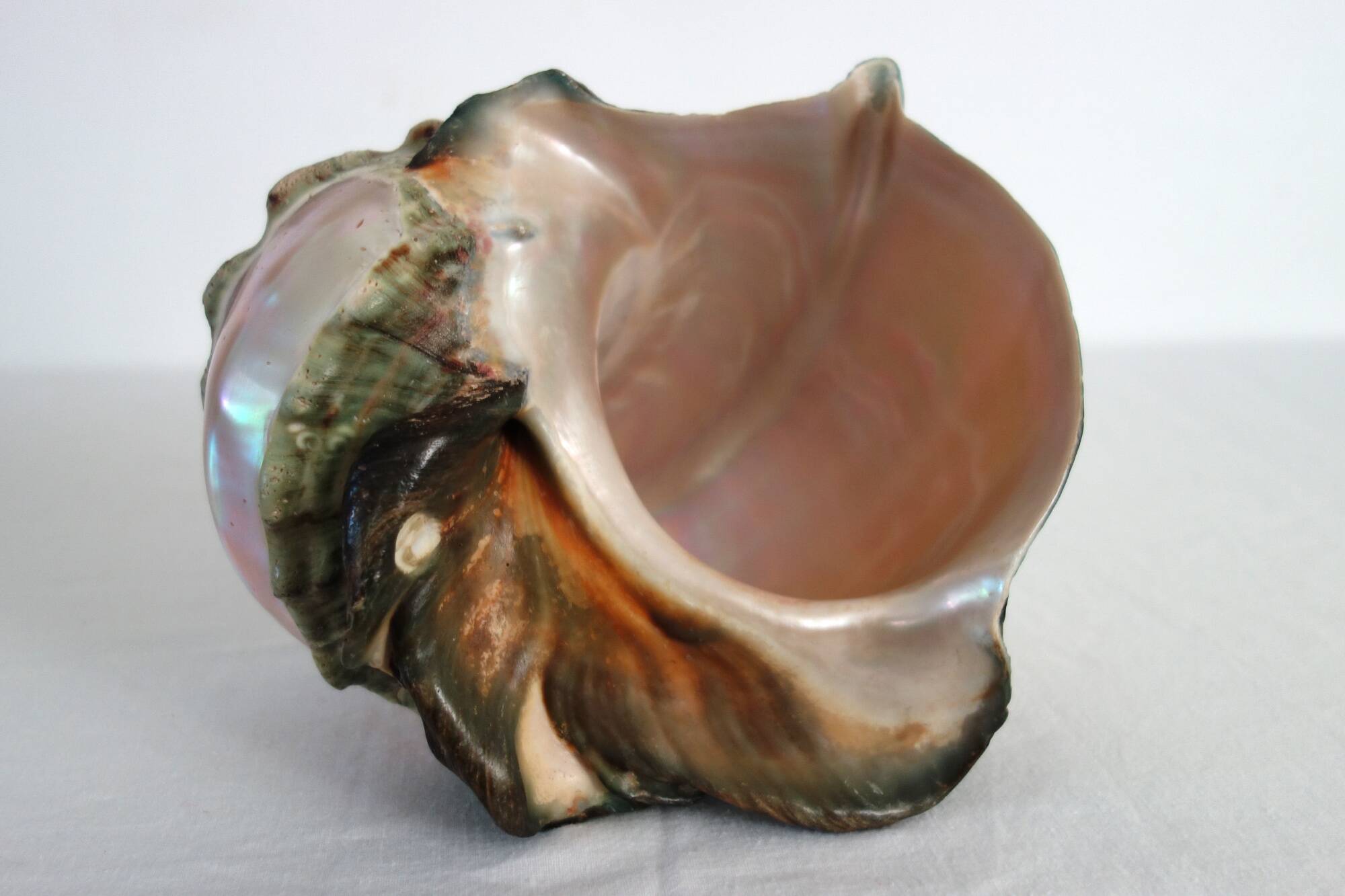 Huge vintage polished green mother-of-pearl turban shell