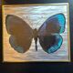70s butterfly frame