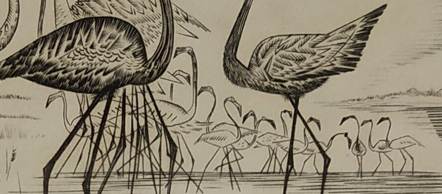 Engraving " flamands de camargue " 1950's