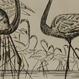 Engraving " flamands de camargue " 1950's