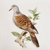 Chromolithograph golden frame bird Dove