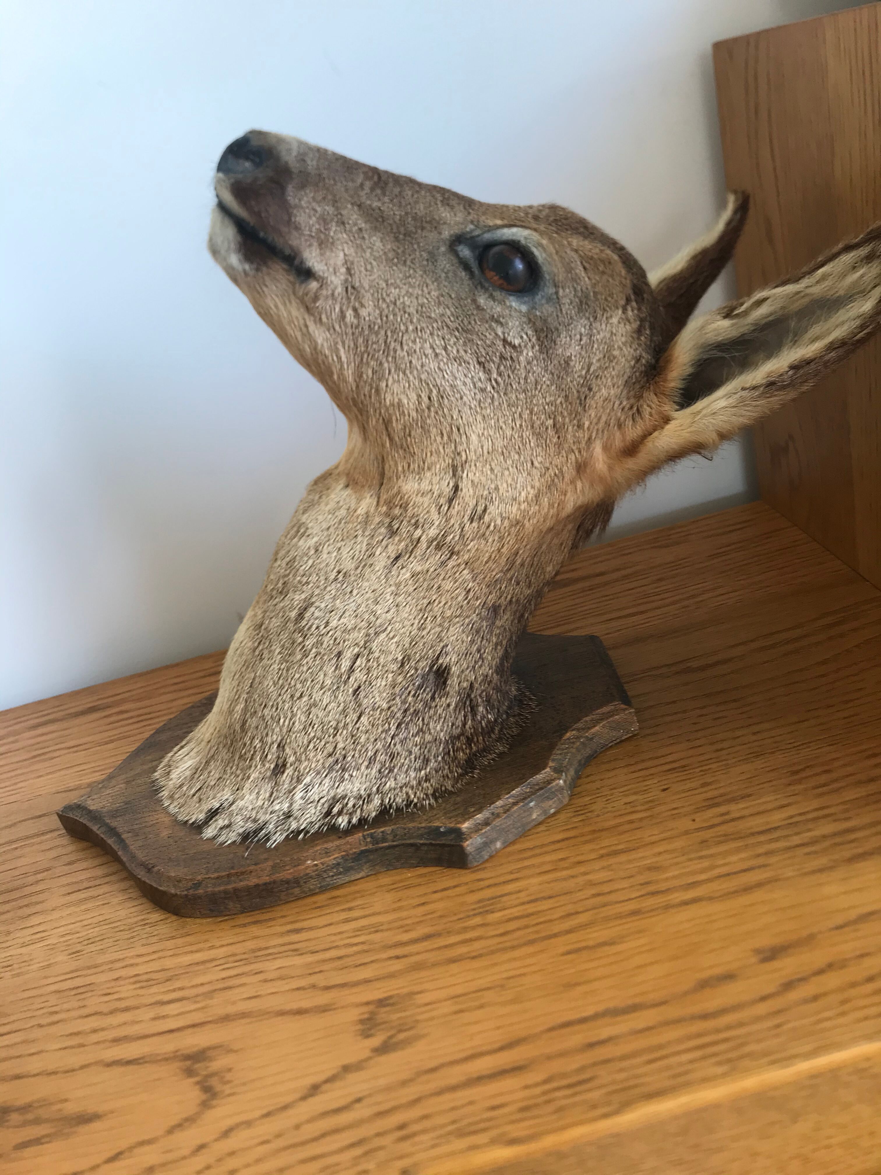 Taxidermy deer head