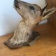 Taxidermy deer head