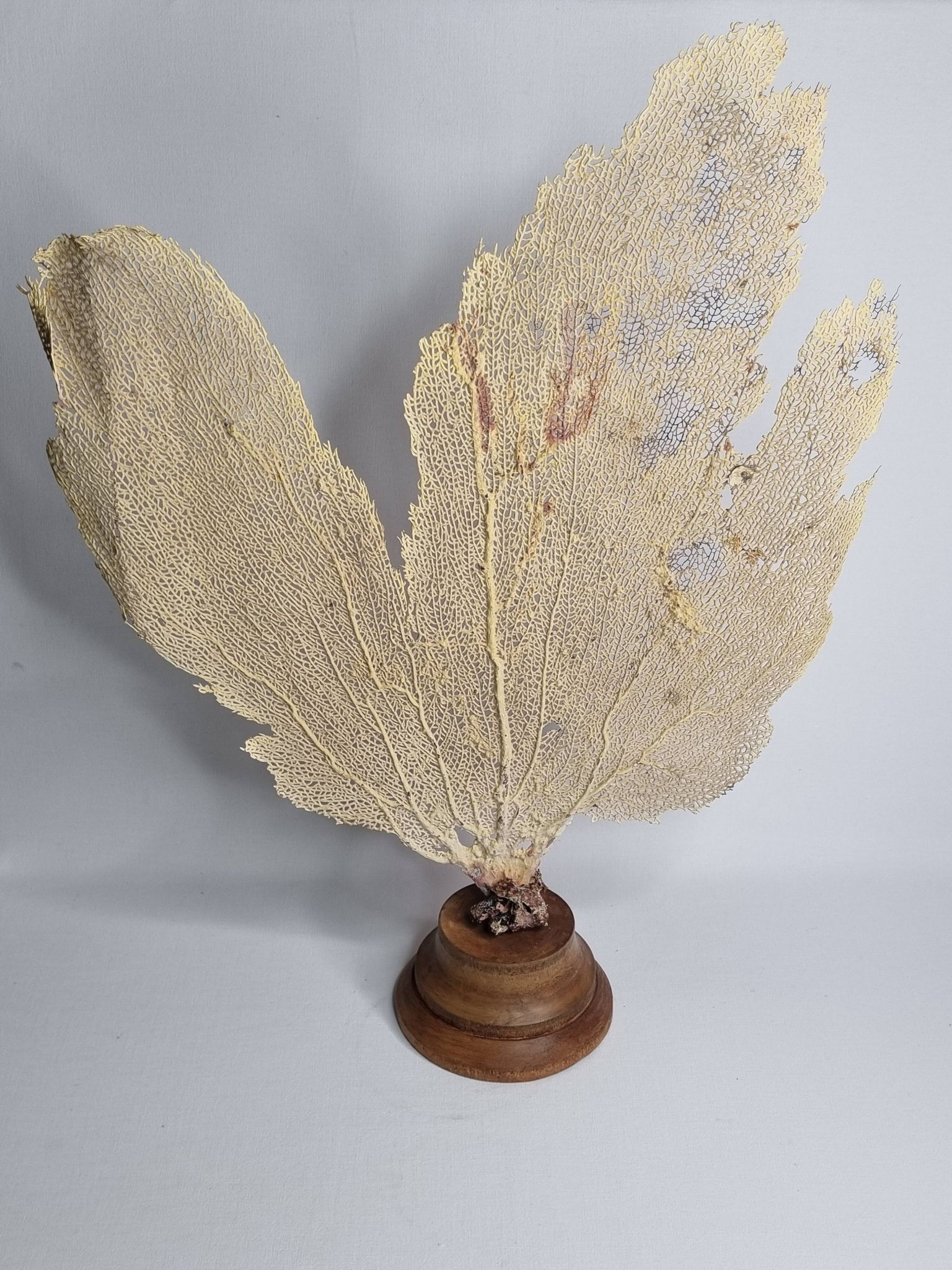 Ancient fan coral on a wooden base, large decorative specimen, 59 cm.