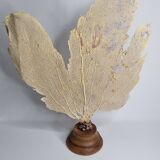 Antique fan coral on wooden base, Large decorative specimen, 59 cm