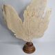 Ancient fan coral on a wooden base, large decorative specimen, 59 cm.