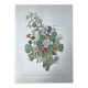 Botanical plate brambles, love apples, bindweed 40.4x29.90