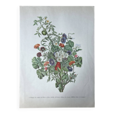 Botanical plate brambles, love apples, bindweed 40.4x29.90