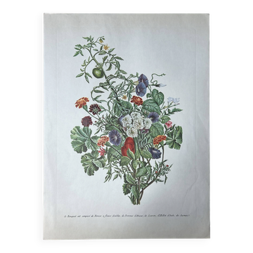 Planche botanique ronces, pommes d’amour, liseron 40,4x29,90