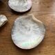 Set of mother-of-pearl shells
