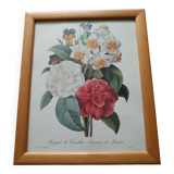 Vintage botanical illustration reboute.