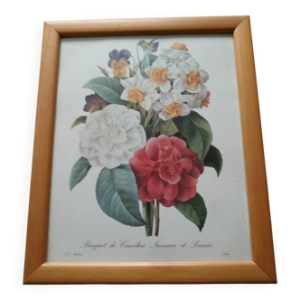 Vintage botanical illustration reboute.