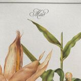 Botanical plank the Corn