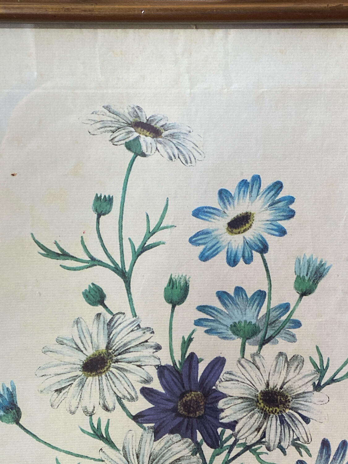 Poster, botanical plate Brachycome iberidifolia