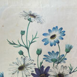 Poster, botanical plate Brachycome iberidifolia