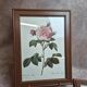 Lot de 3 cadres botaniques P.j. Redouté – Roses & tulipe